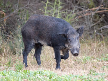 Feral Pig