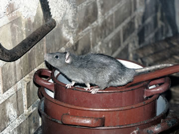 Rat